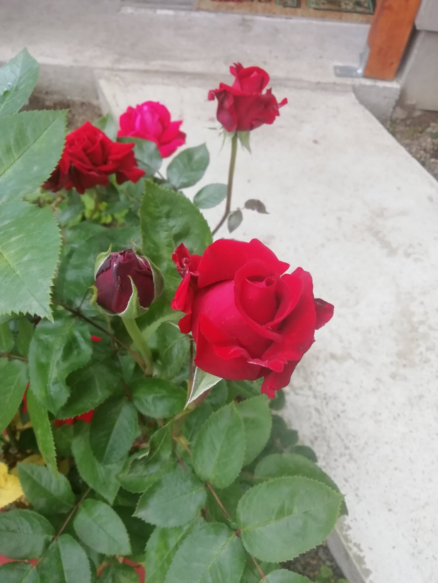 Trandafirii din grădina&nbsp;socrilor