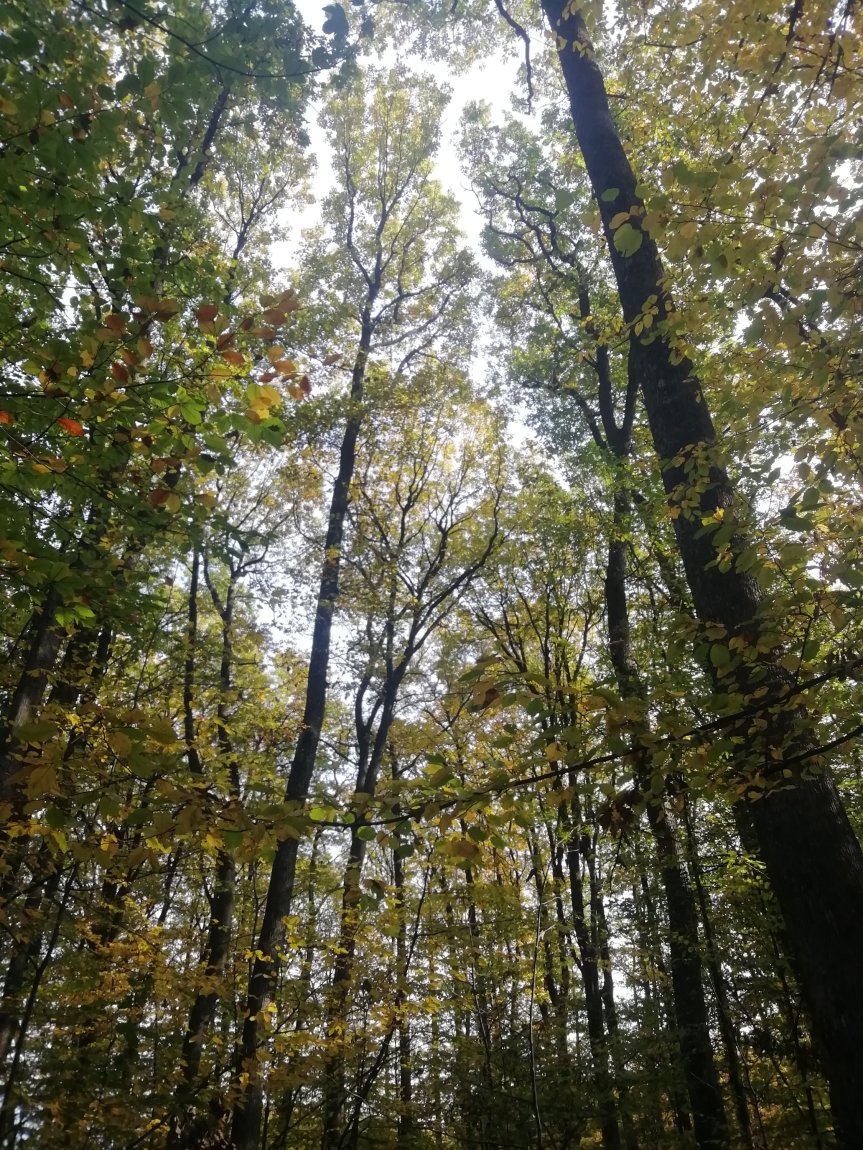 Prin pădurea Adâncata