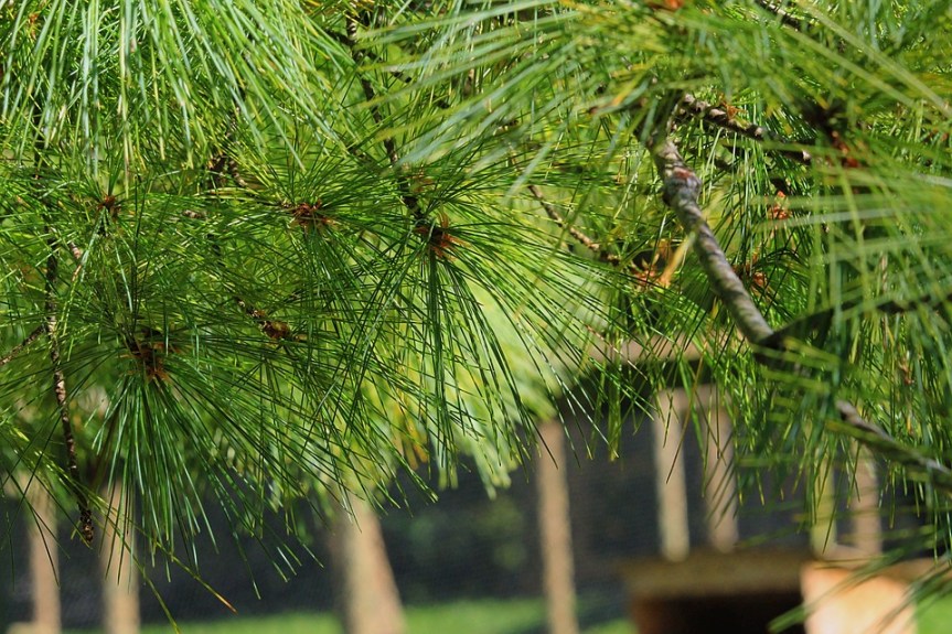 Cum au grijă copacii de bătrânii&nbsp;lor