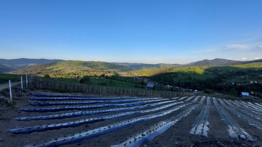 Povestea căpșunilor din Paltinu&nbsp;-Bucovina