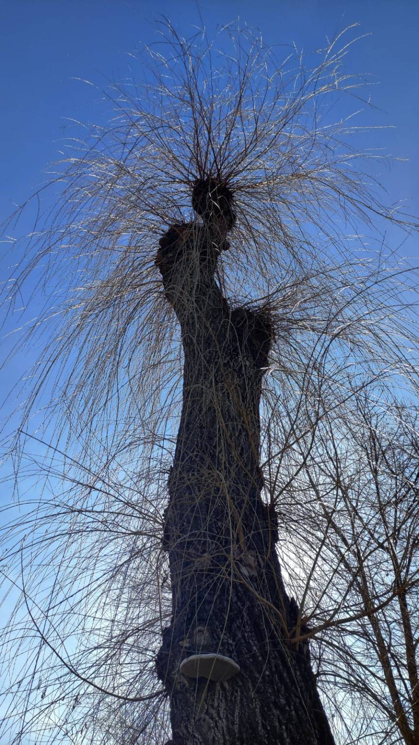 Tudor Caciur-Aioanei: „vise,&nbsp;visuri”